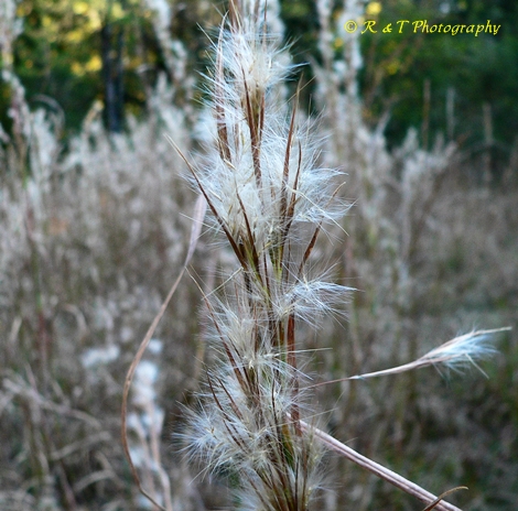 {Andropogon glomeratus}